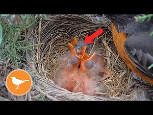 Baby Birds CHOKE on Oversized Food | Suffocation Risk