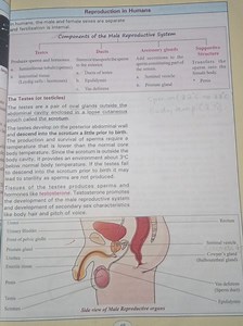 Study Material: Male Reproductive SystemThe image and text de... | Filo