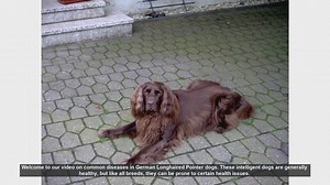 Common Health Issues in German Longhaired Pointers