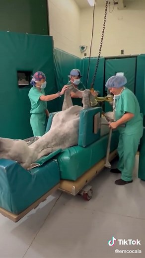 Watch us take a horse through the process of anesthesia. We start by inducing anesthesia with IV medication, carefully guiding the horse down as it falls asleep, placing an endotracheal tube to help it breathe, and then lifting it onto the surgery table with our hydraulic hoist. Once on the table, the horse is connected to a ventilator and administered gas anesthesia. We then connect our monitoring equipment and get prepped for surgery! Once surgery is completed, we reverse the process into our 