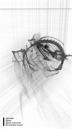 RICH & MIYU on Instagram: "Our new version of Agama for #tdeventtokyo25 exhibit. . Agama Agama Through the lens of medical imaging we can interpret artifacts or biological samples as 3D data and analyse their anatomy or structure. Anatomical or skeletal density can be quantized into patterns which can then be used as a controller for synthesis of motion and sound. These structures can then dissipate into noise and coalesce into new forms becoming a metaphor for nature itself. . #touchdesigner #m