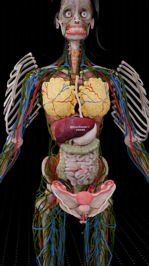 The Female Blueprint | Life’s Perfect System 🧬 . . . Step inside the human body like never before. From the lungs that breathe life to the uterus that creates it — every organ moves in harmony, forming the most advanced biological system known to science. What you see here is not just anatomy, but the architecture of life itself. A network of muscles, vessels, and nerves — working 247 in perfect coordination to sustain existence. 🧬 The female body is not fragile — it’s a masterpiece of enduran