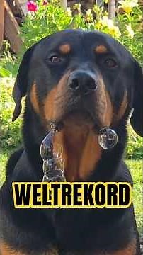 🫧🏆 Weltrekord! Ares schafft drei Sabberblasen auf einmal