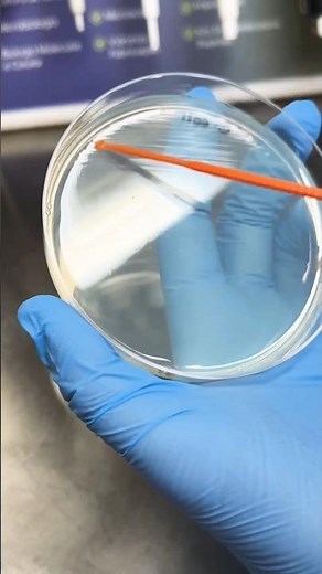 E. coli Culture on Chromogenic Agar | Microbiology | Color tells the diagnosis | pink or magenta