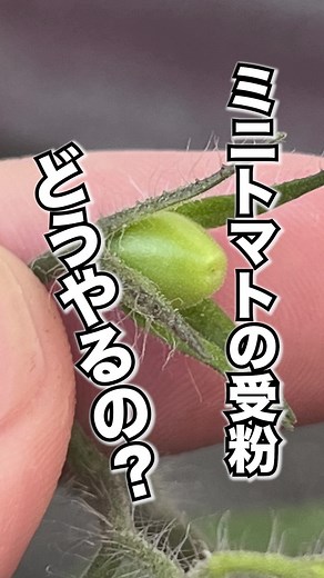 ミニトマトの受粉方法とコツを解説