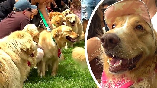 Golden retriever mega-gathering smashes Guiness record