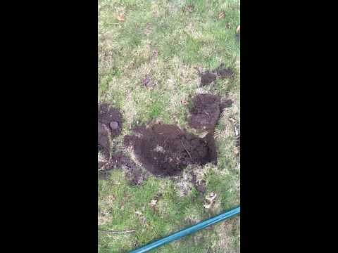 How to trap a Mole with CINCH Traps- Part 1