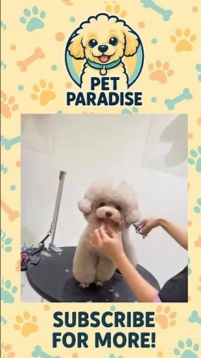 Trendy pups, stylish cuts, endless wagging tails ✨🐾 #PupStyle #DogGrooming #PetFashion #brazil