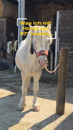 #horse #tinker #equestrian