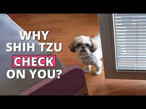 Why Shih Tzus Keep Checking on Their Owners?