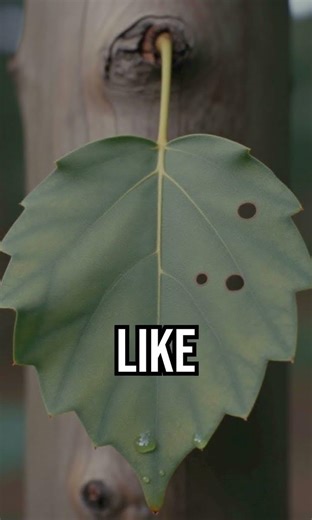 Discover trees' hidden talent! #NatureFacts #TreeSecrets