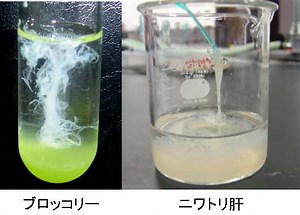 【簡単】誰でも自宅でできるDNA抽出実験方法