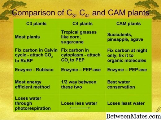 C4和CAM工厂 - 性质 2026