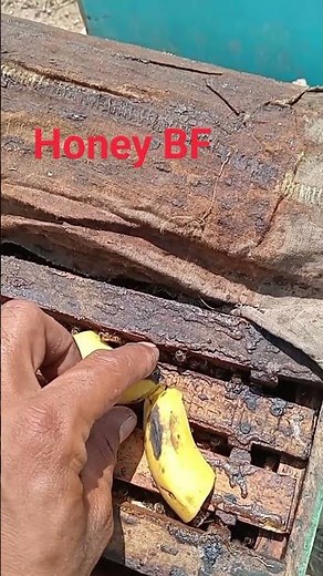 How To Honey Bee Farming at Home #apiculture #agriculture #beekeeperslife