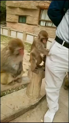 Captivating Moments: Monkeys Interacting with Humans