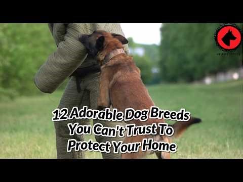 12 Dogs You Should NEVER Rely On for Home Protection