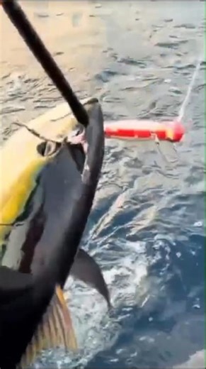 Fishing for Yellowfin Tuna #short #fishing #fishing #tuna #bigfish #fishingmania