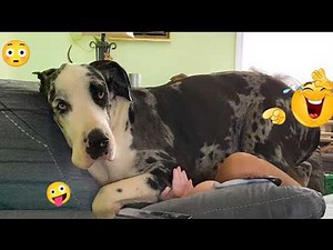This Video Will Make Your Day 😂 Funny Dogs Doing Crazy Things #72