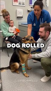 They Tried To Give This Dog Away… Then He Saved Their Baby