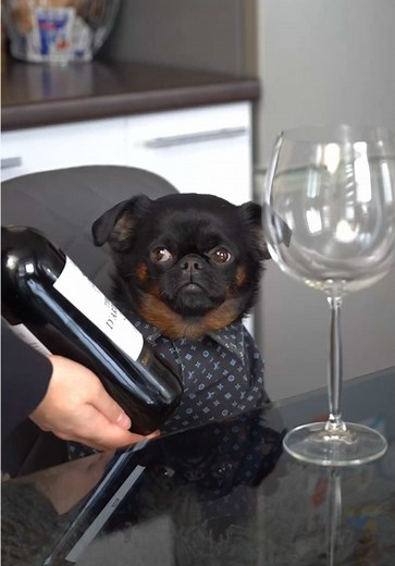 Adorable Griffon Dog Drinking Red Water Funny Video