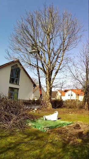 Spring things. Baumschnitt timelapse 8h in 11sek #timelapse #baum #walnuss #hebebühne #frühling