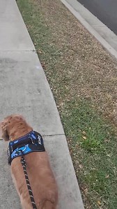 🐶🚫 Attention Dog Parents! Protect Your Pup’s Neck – Ditch the Collar for Good! 🚫🐶 💔 Did You Know? Collars can put harmful pressure on your dog’s delicate neck, leading to choking, breathing issues, and even long-term spinal injuries—especially for small or elderly dogs. 🌟 The Solution? Our Personalized No-Pull Dog Harness: ✅ Designed to eliminate harmful neck pressure ✅ Provides a secure, comfortable fit for your pup ✅ Perfect for dogs of all sizes and ages 📣 Happy Dog Parents Agree: "I c