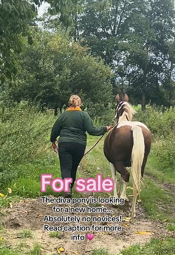 Skye the Diva Pony for Sale in Kent