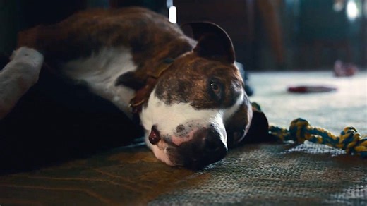 Amazon Extended "Saving Sawyer" Super Bowl 2023 Commercial