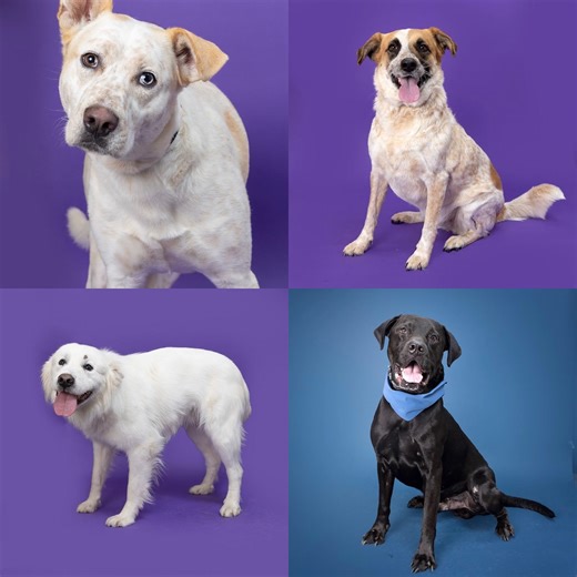 Williamson County Animal Center on Reels