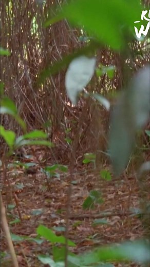 The fig tree isn't just a tree; it's a symbol of life in Java. Once a year, it bursts with fruit, inviting birds and animals to feast. In return, they scatter its seeds, ensuring its legacy continues throughout the forest. #FigTree #Java #TreeOfLife #Ecosystem #Nature #Symbiosis | Real Wild