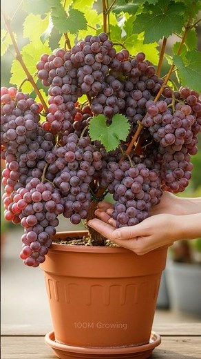 How to grow a grape tree from grapes to produce a lot of fruit in a short time.#grow #grape