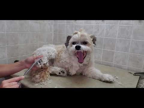 How to groom a Shih-Tzu/Havanese dog breed, full grooming transformation #7 blade & scissors, Mohawk