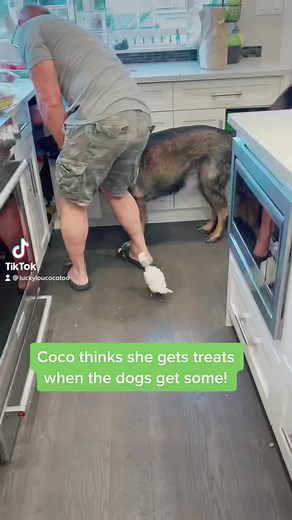 324K views · 10K reactions | Watch Coco on her tippy toes ❤️#petsofinstagram #birdsofinstagram | Lucky Lou and Coco Too | Facebook