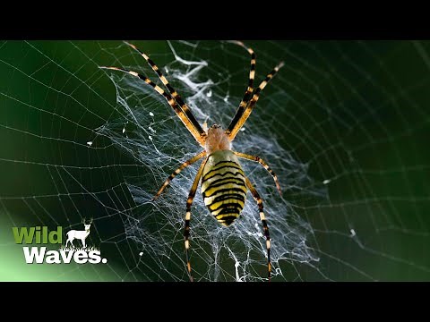 What Makes Spider Webs So Strong | Wild Waves