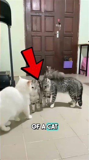 Cat About to Explode in Fight—Watch What This Hero Does! 😹 #shorts