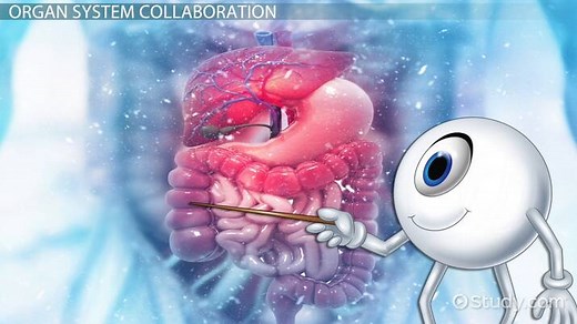 Organ Systems that Work Together | Overview & Functions