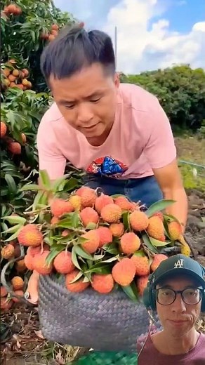 Fantastic Lychee Tree Planting #agriculture #farming #lychee