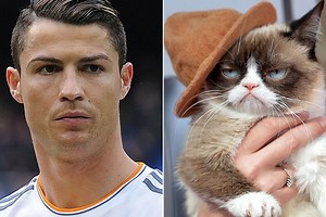 This cat earns more than Cristiano Ronaldo