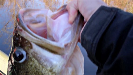 I caught a massive 17 lb bass!🐟