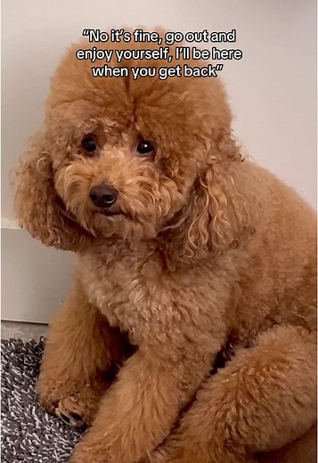 Mini Poodle Cute Moments: Heartwarming Dog Videos