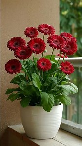 a potted Gerbera daisy plant, also known as a Barberton daisy or Transvaal daisy.