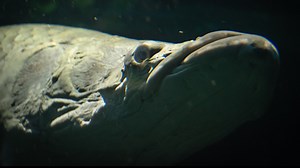 This 10-foot-long Amazonian river monster showed up in Florida