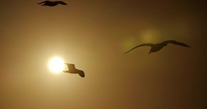 4k Video Few Seagulls That Fly Stock Footage Video (100% Royalty-free) 1038419366 | Shutterstock