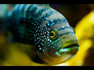 Ultimate Guide to Jack Dempsey Fish Care!