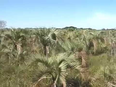 Macaw Blues (part two): A Postmortem for the Glaucous Macaw