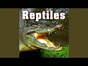 Adult Alligator Growling