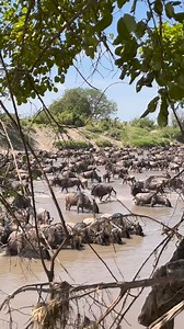 A large group of migrating wildebeest stops to hydrate in the Grumeti River while on their great journey across the Serengeti. Sighting by @tolchardstrail of Singita Camps on 14th July 2024 | The Wildebeest Sightings