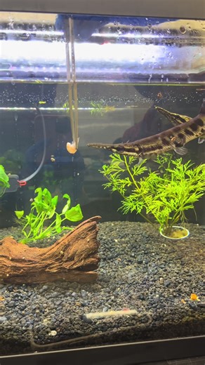 I love swiggle the gar 🥺