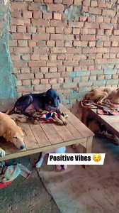 Positive Vibes 😌 GPay for food help 6280535398 #ashiyanaanimalrescue | Ashiyana Animal Rescue