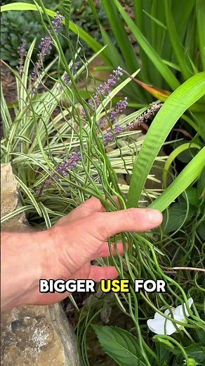 Juncus effusus, a fascinating plant with interesting historical uses 🌱#aquaticplants #watergarden